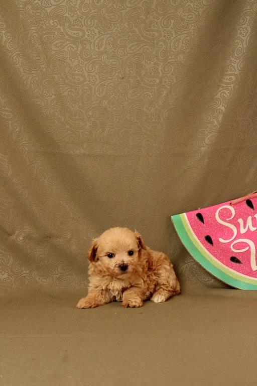 puppy, for, sale, Maltipoo, Matthew B. Stoltzfus, dog, breeder, Gap, PA, dog-breeder, puppy-for-sale, forsale, nearby, find, puppyfind, locator, puppylocator, aca